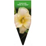 hemerocallis-white-tie-affair-0