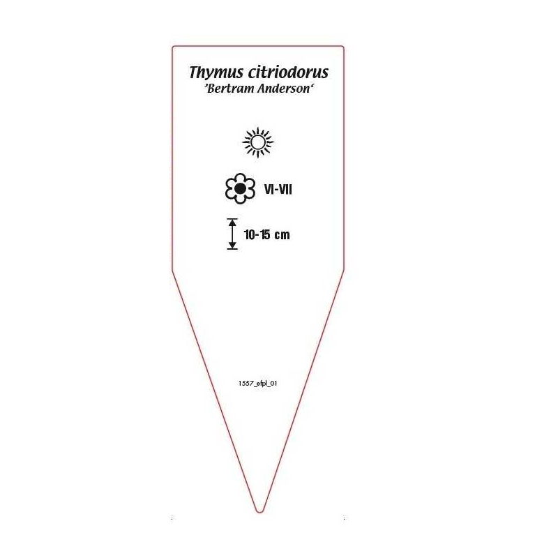 thymus-citriodorus-bertram-anderson-1