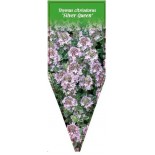 thymus-citriodorus-silver-queen-b0