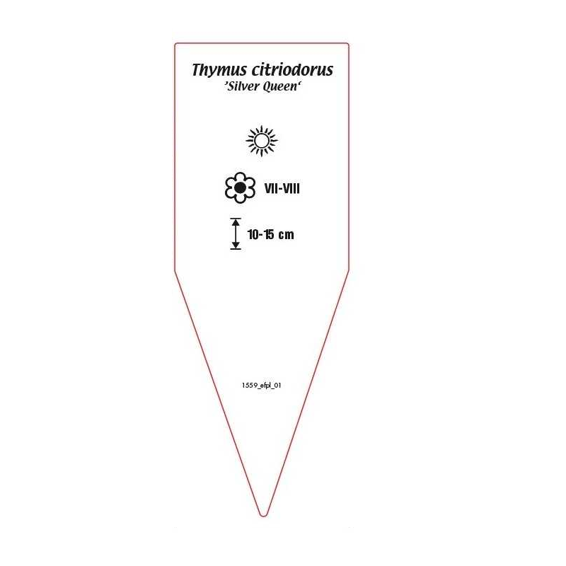 thymus-citriodorus-silver-queen-b1