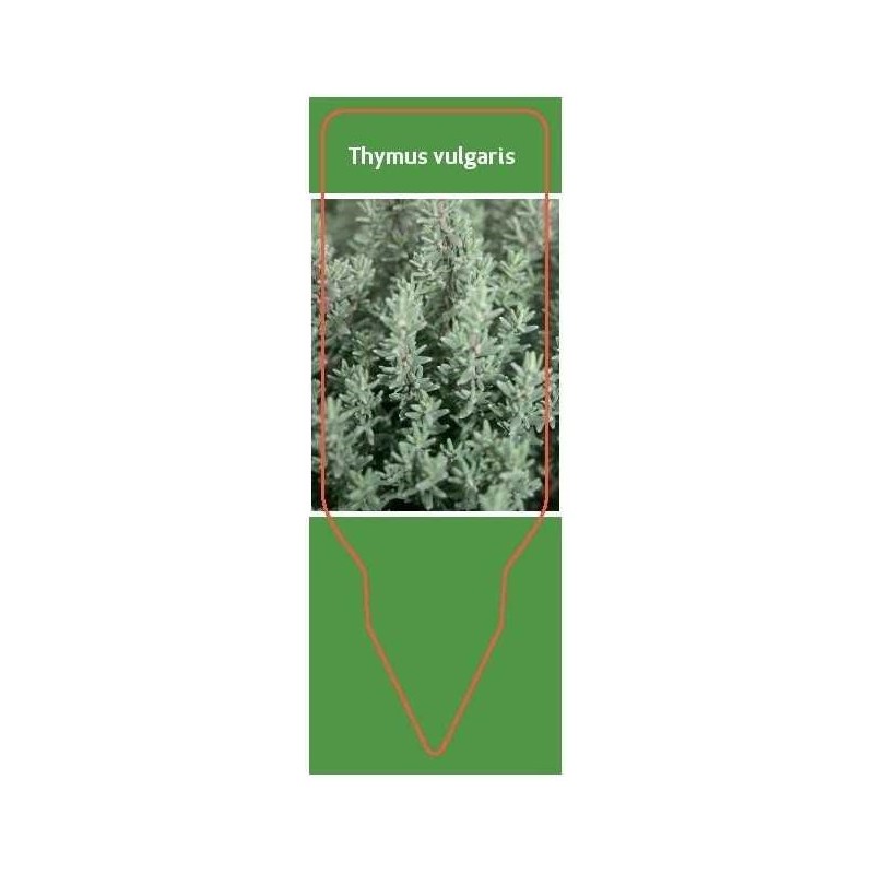 thymus-vulgaris0