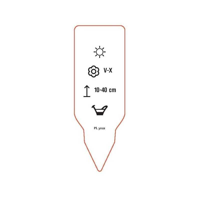 thymus-vulgaris1