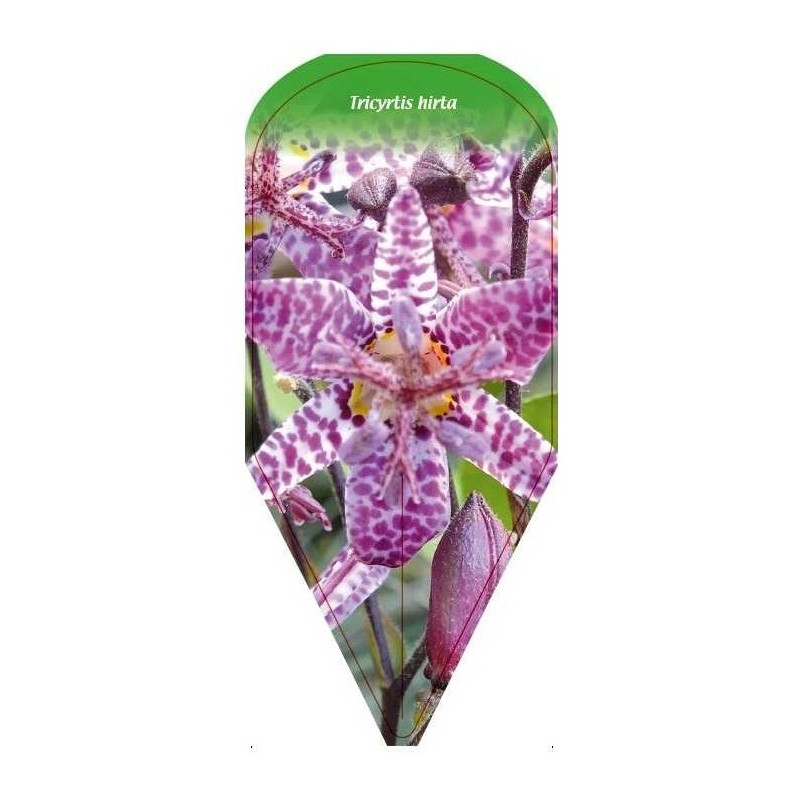 tricyrtis-hirta0