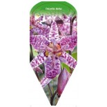 tricyrtis-hirta0