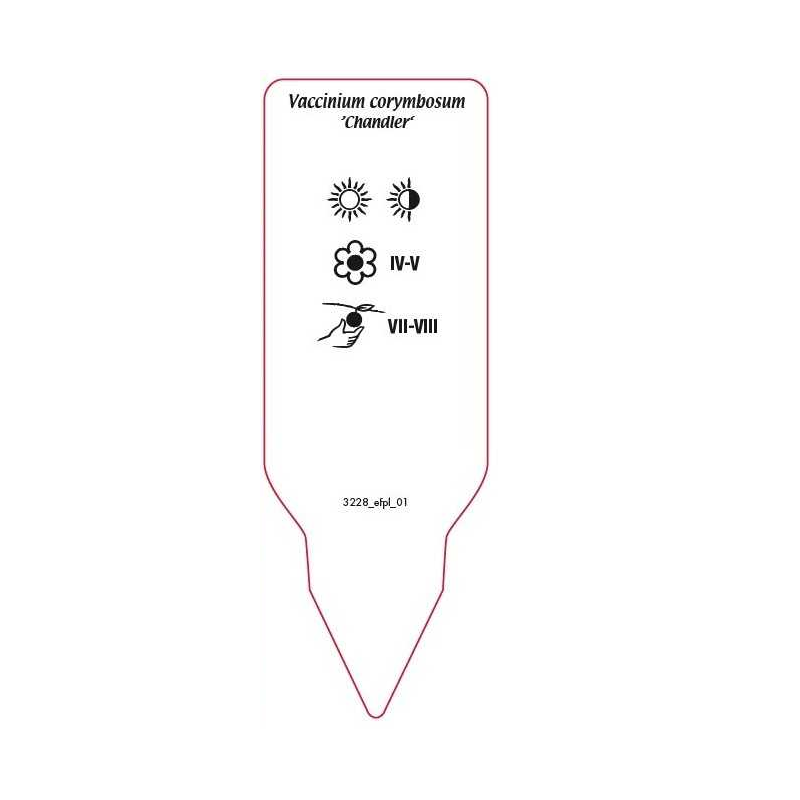 vaccinium-corymbosum-chandler-1