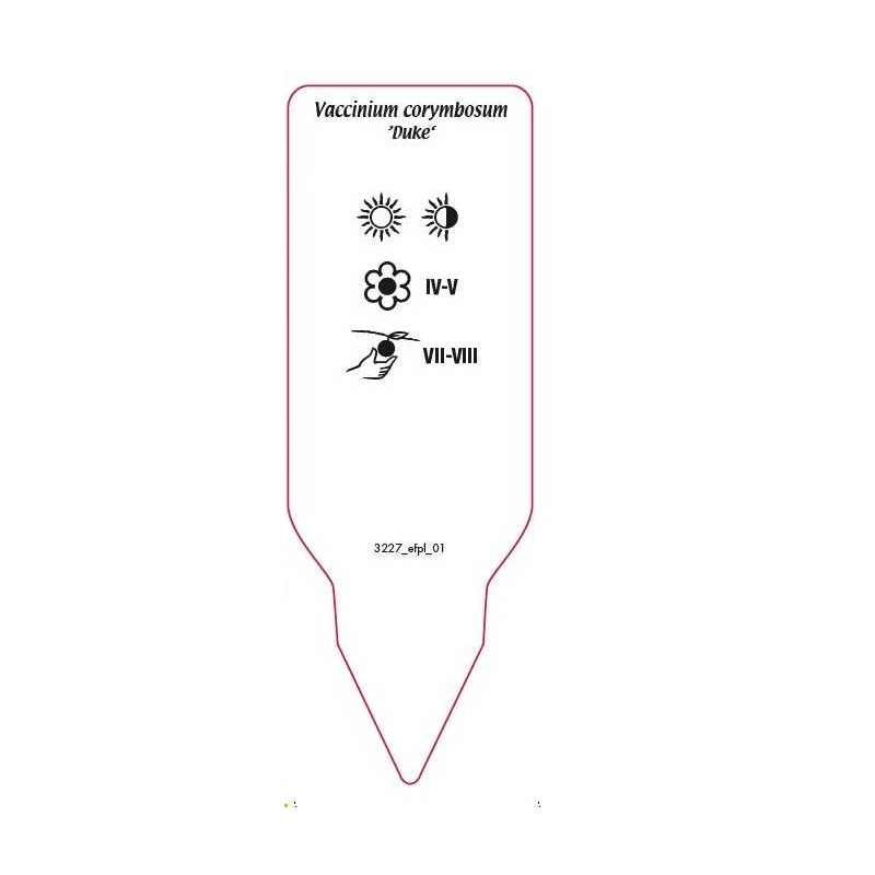 vaccinium-corymbosum-duke-1