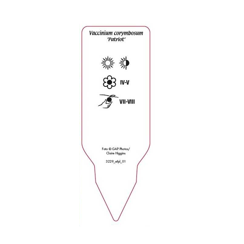 vaccinium-corymbosum-patriot-1