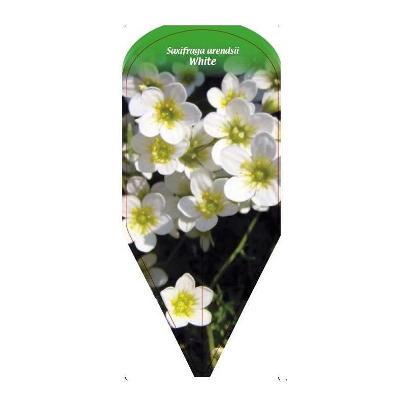 saxifraga-arendsii-white0