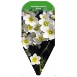 saxifraga-arendsii-white0