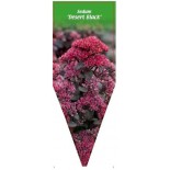 sedum-desert-black-0