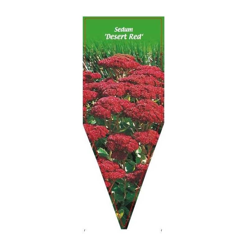 sedum-desert-red-0