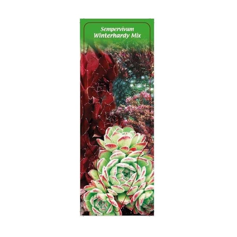 sempervivum-winterhardy-mix-0