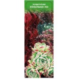 sempervivum-winterhardy-mix-0