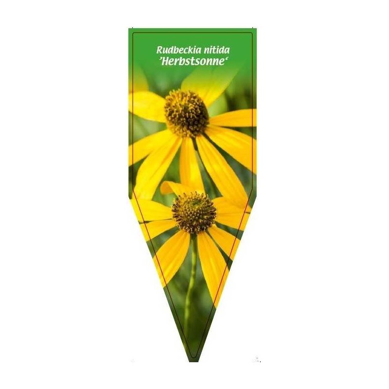 rudbeckia-nitida-herbstsonne-b0