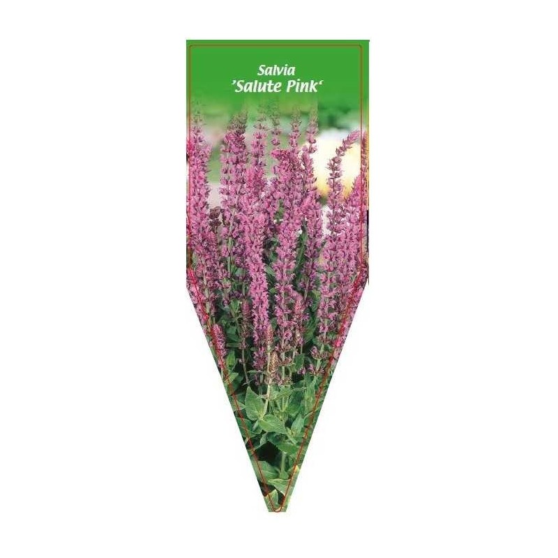 salvia-salute-pink-0