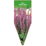 salvia-salute-pink-0