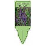 salvia-nemorosa-blue-field-0