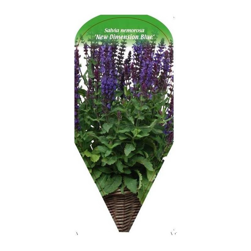 salvia-nemorosa-new-dimension-blue-0