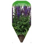 salvia-nemorosa-new-dimension-blue-0