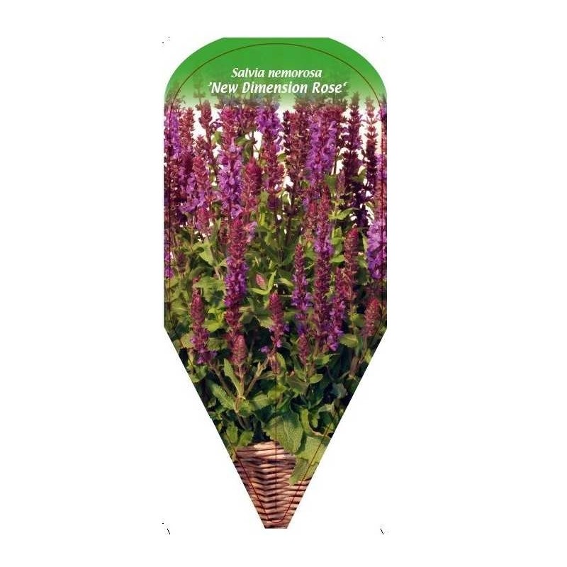 salvia-nemorosa-new-dimension-rose-0