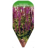 salvia-nemorosa-new-dimension-rose-0