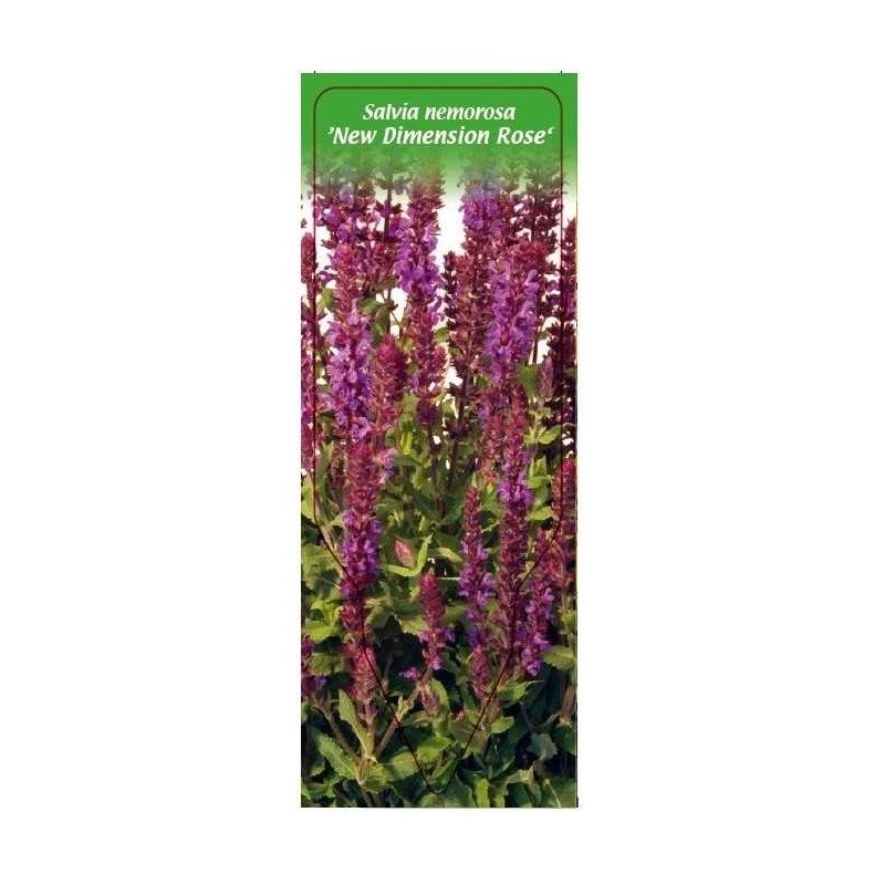 salvia-nemorosa-new-dimension-rose-0