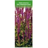 salvia-nemorosa-new-dimension-rose-0