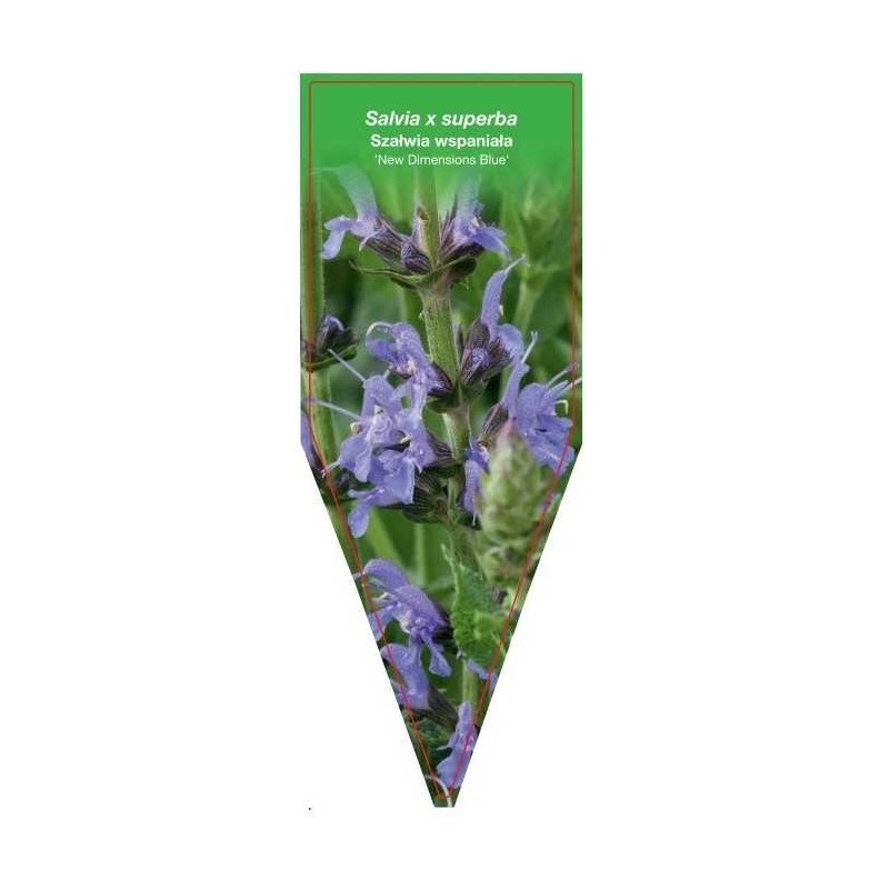 salvia-x-superba-new-dimensions-blue-a0