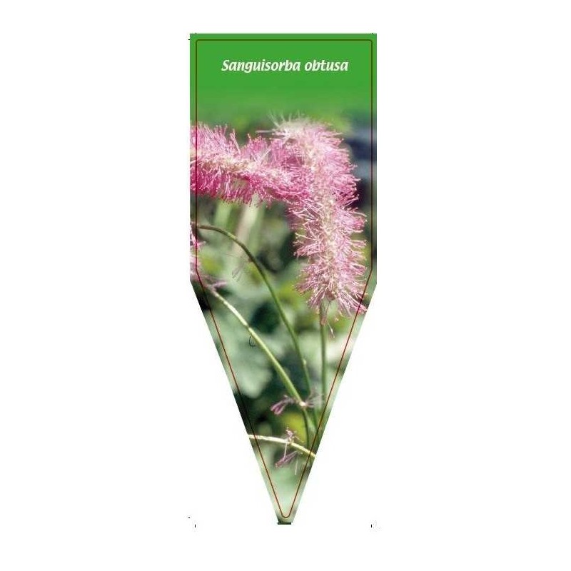 sanguisorba-obtusa0