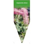 sanguisorba-obtusa0