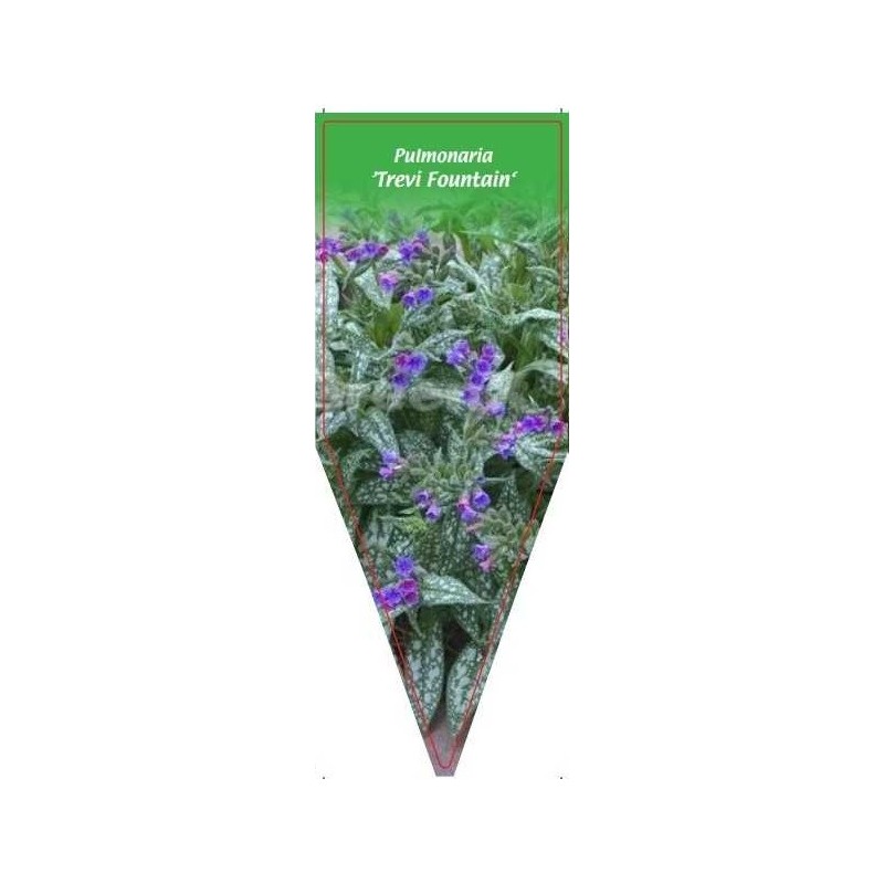 pulmonaria-treri-fountain-0