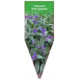 pulmonaria-treri-fountain-0