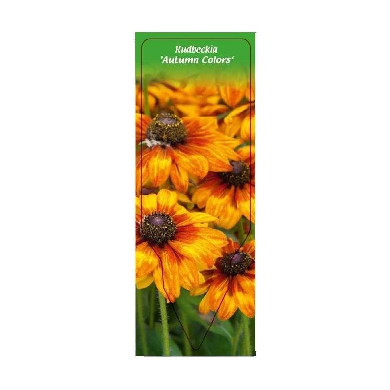 rudbeckia-autumn-colors-0