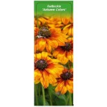 rudbeckia-autumn-colors-0