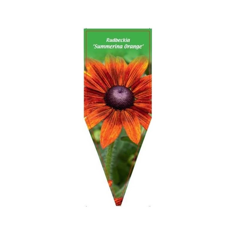 rudbeckia-summeriana-orange-0