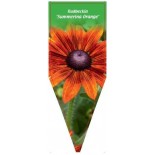 rudbeckia-summeriana-orange-0