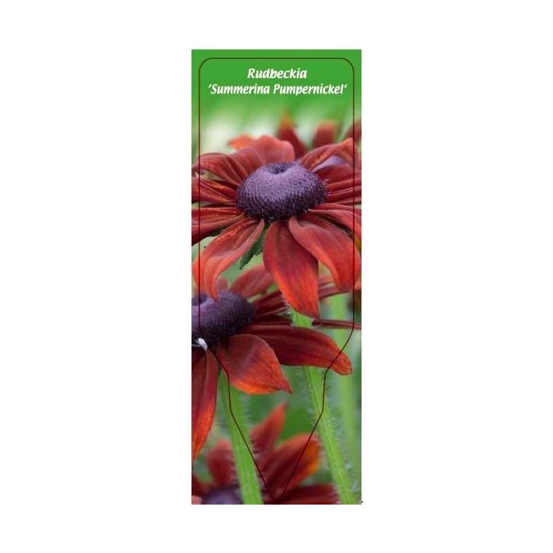 rudbeckia-summerina-pumpernickel-0