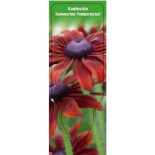 rudbeckia-summerina-pumpernickel-0