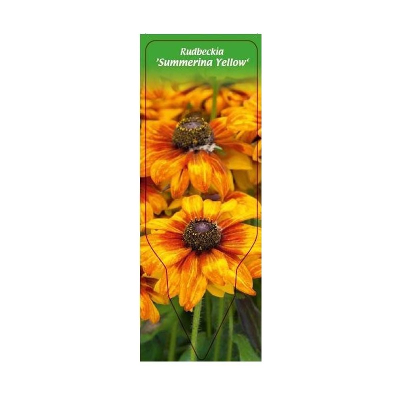 rudbeckia-summerina-yellow-0