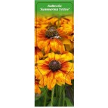 rudbeckia-summerina-yellow-0