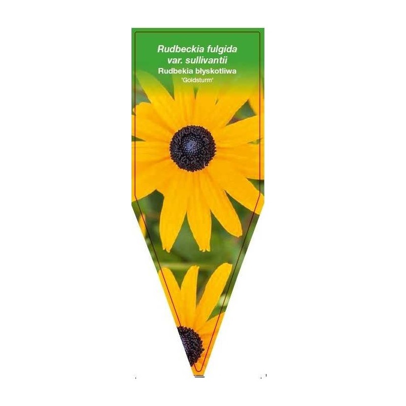 rudbeckia-fulgida-var-sullivantii-goldsturm-b0