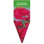 phlox-paniculata-red-riding-hood-0