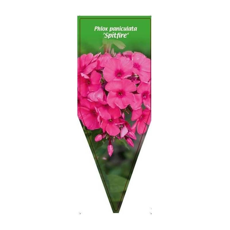 phlox-paniculata-spitfire-0