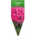 phlox-paniculata-spitfire-0