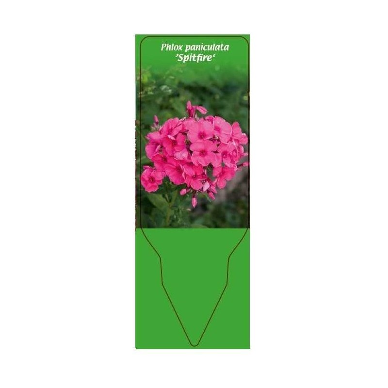 phlox-paniculata-spitfire-0