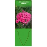 phlox-paniculata-spitfire-0