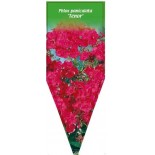 phlox-paniculata-tenor-0