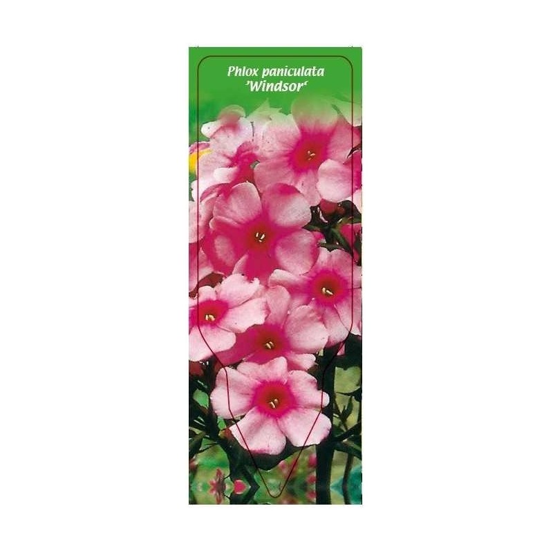 phlox-paniculata-windsor-0