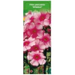 phlox-paniculata-windsor-0