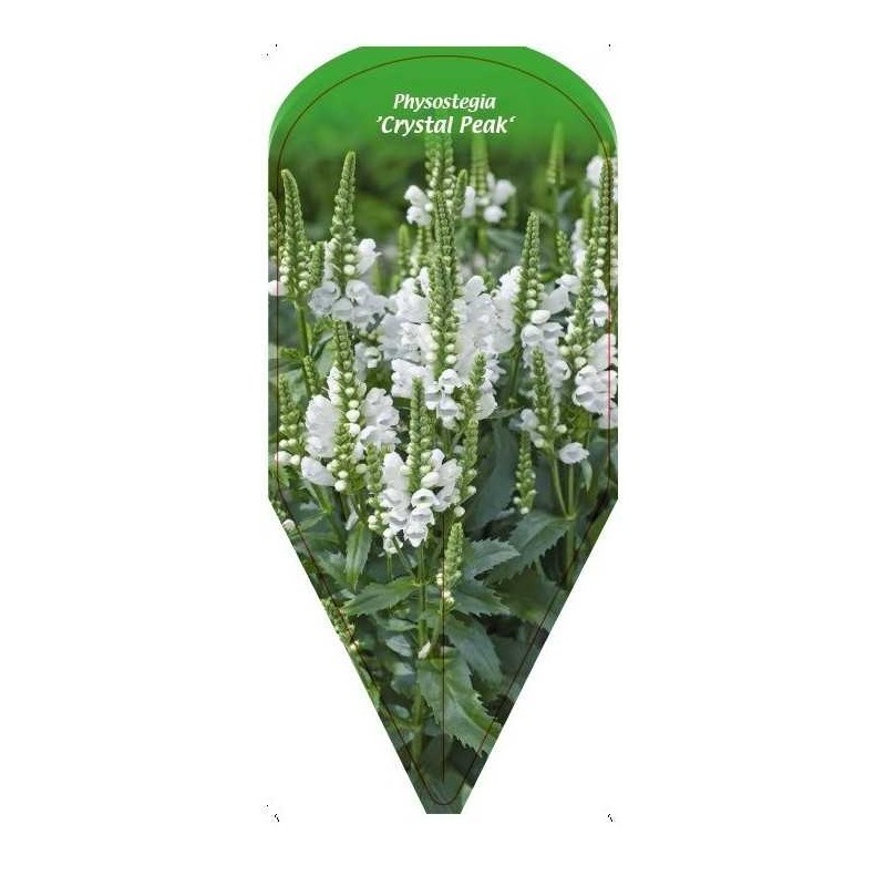 physostegia-crystal-peak-0